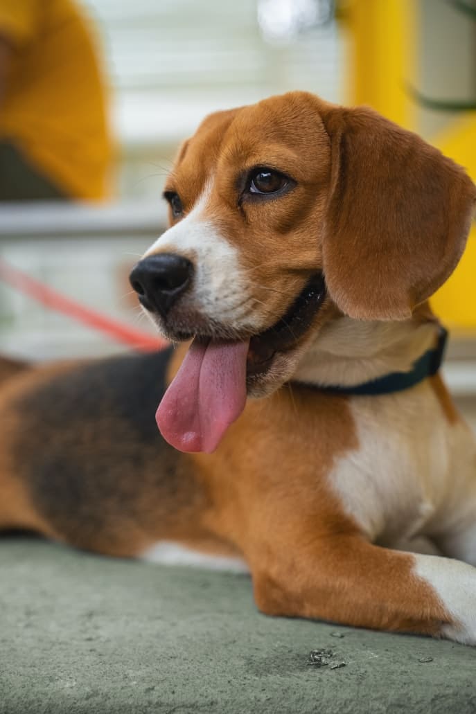 9. Legbutább: Beagle
