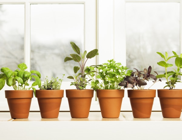 A 10 leggyakoribb fűszernövény, amit otthon is könnyen termeszthetsz