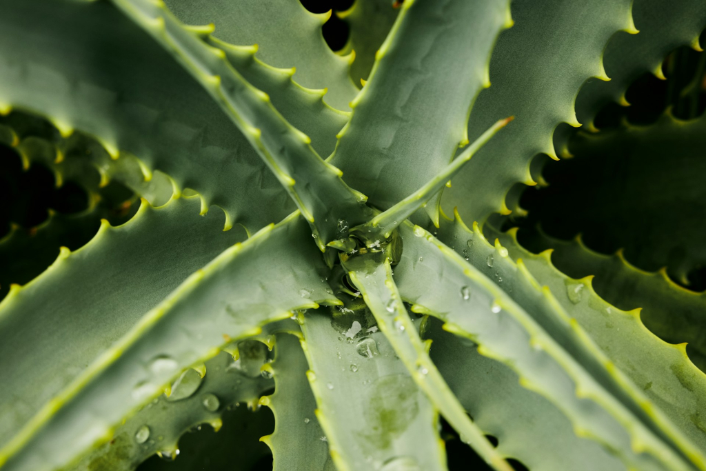 Az Aloe Vera csodálatos hatásai