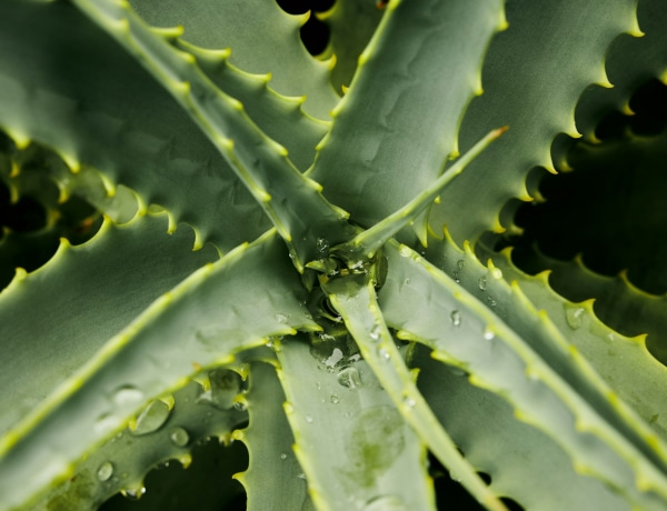Az Aloe Vera csodálatos hatásai