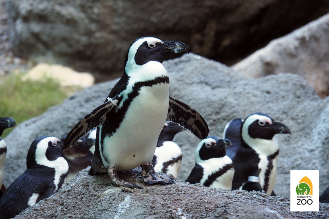 Pingvin a troli megállóban? Vicces tények a Fővárosi Állatkertről