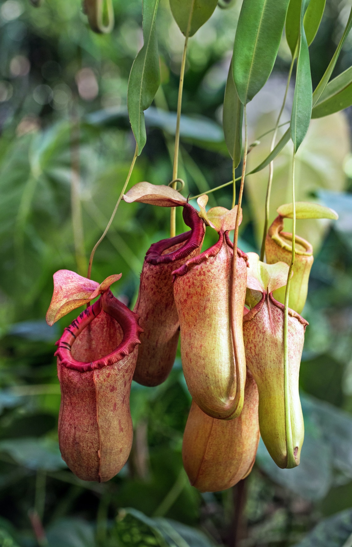 Kancsóka (Nepenthes alata)
