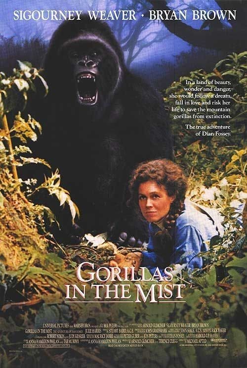 Gorillák a ködben, 1988