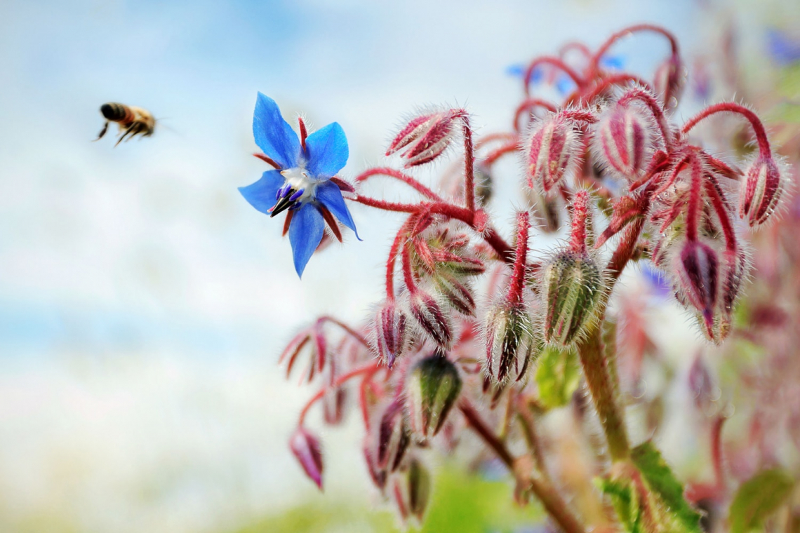 Kerti borágó – A boldogság virága