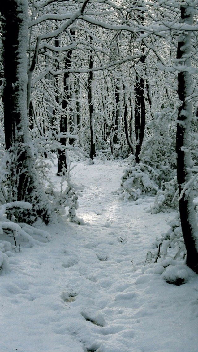 Séta a havas erdőben