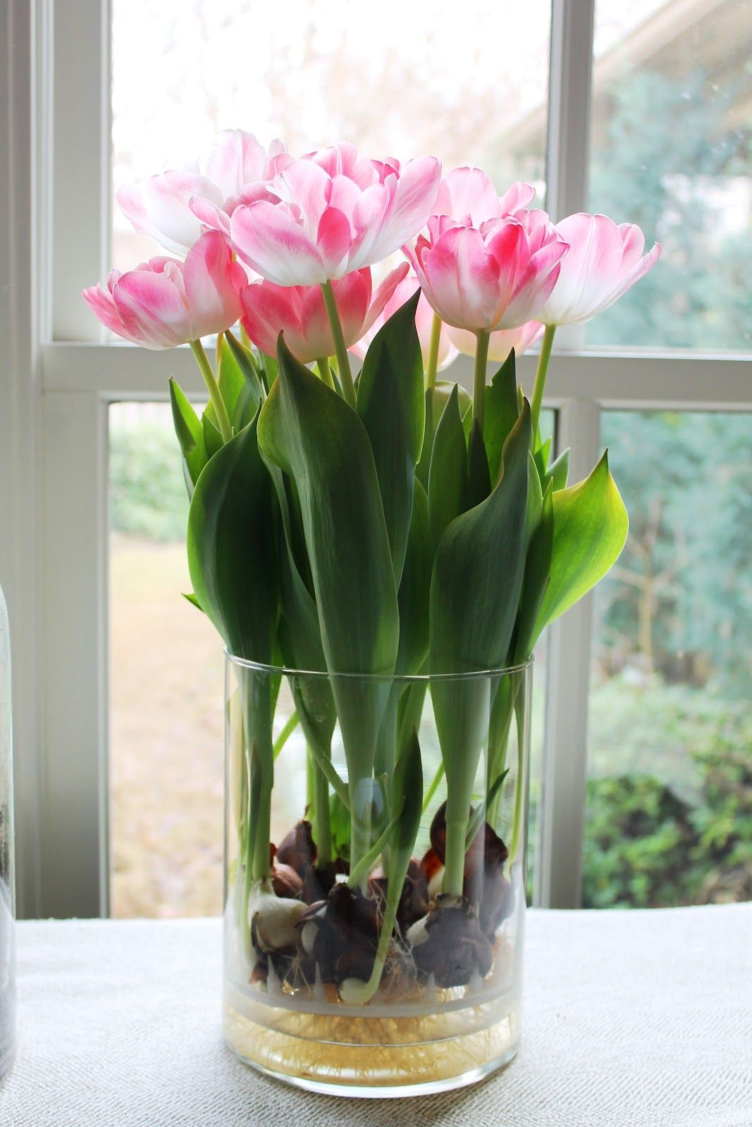 Pink tulipánok