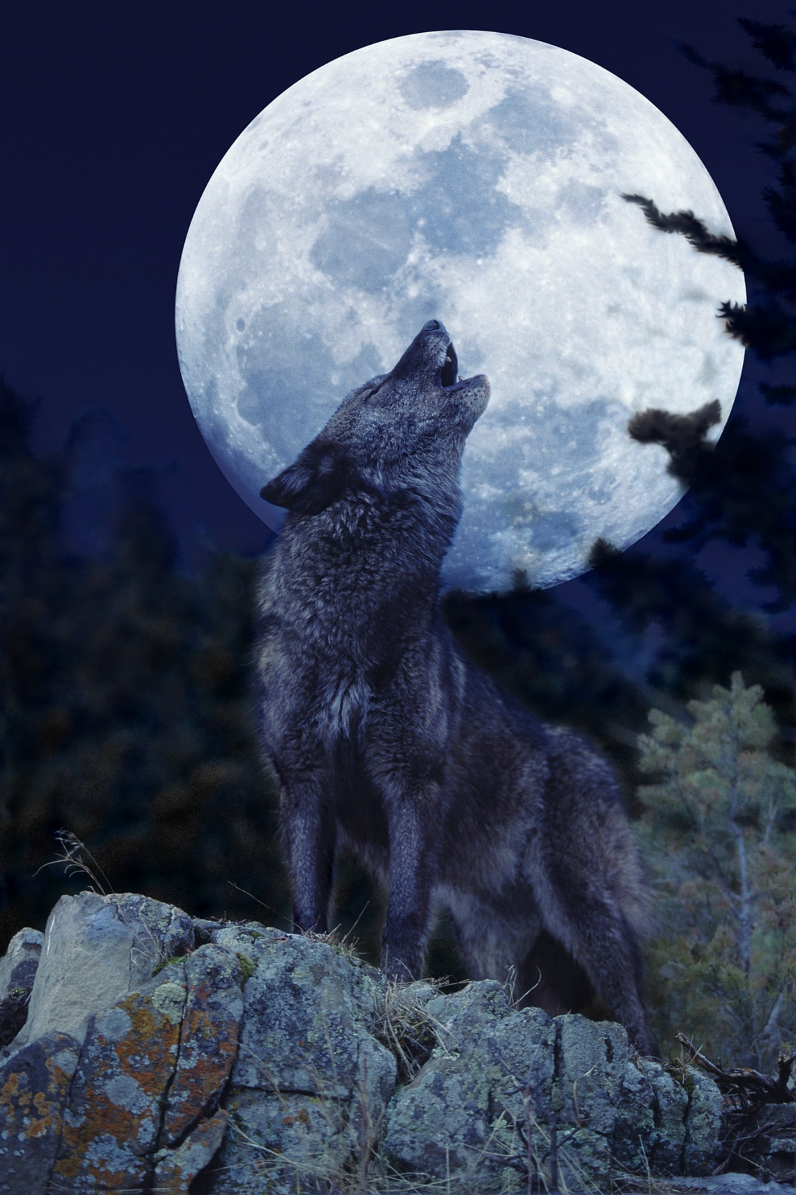 Miért vonyítanak a farkasok a Holdra?