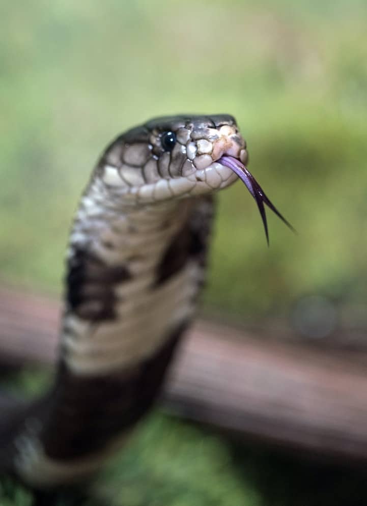 Ha félsz a kígyóktól