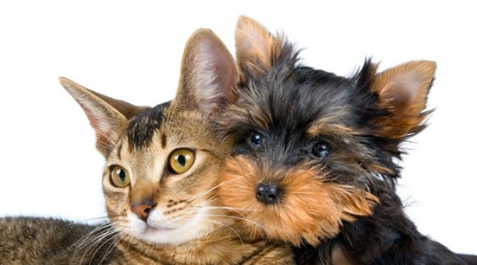 24 vicces fotó a híres kutya macska barátságról