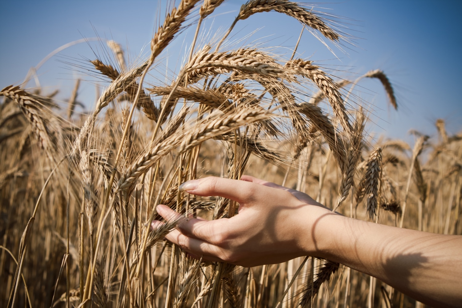 3 ősi gabona, ami áldásos a testnek – Napi szinten kellene fogyasztani!