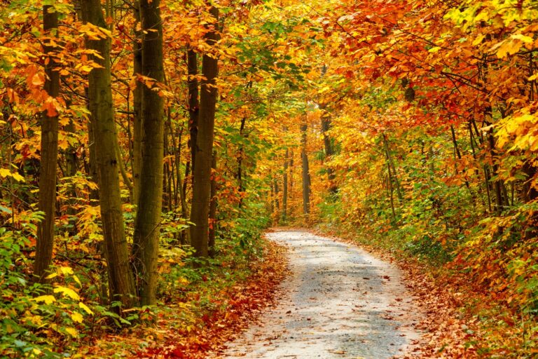 5 gyönyörű hazai erdő, amit ősszel érdemes meglátogatni