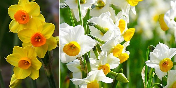 6 csodálatos tavaszi virág ültetése