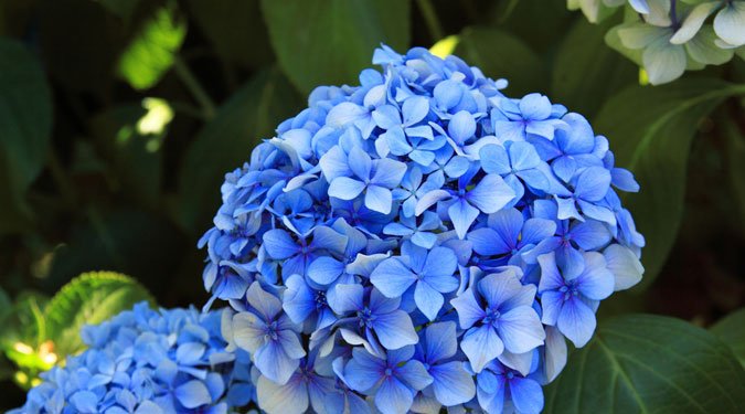 6 varázslatos kék virág kertbe és balkonra