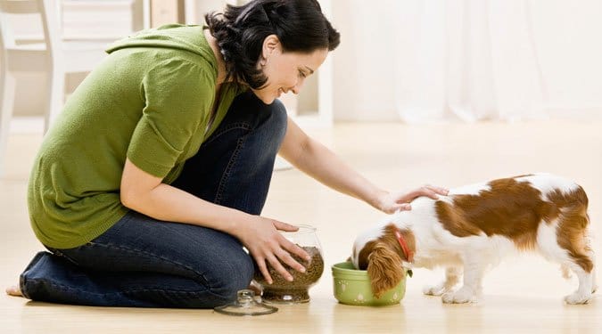 7 dolog, amiből a kutyád nem ehet