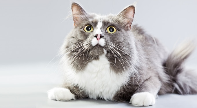 7 különleges házi macskafajta, amiről még lehet, hogy nem is hallottál