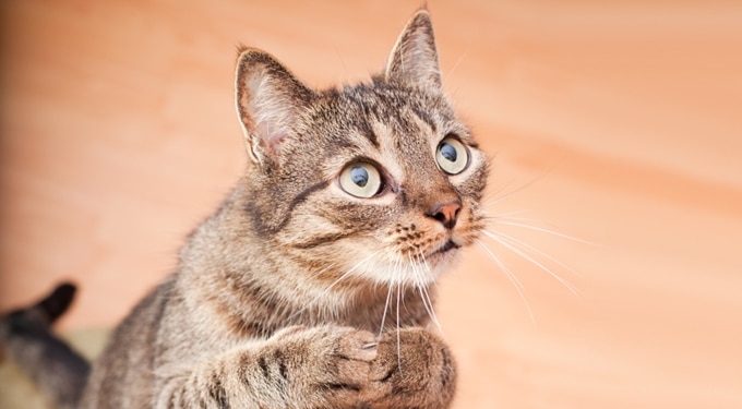 7 tény, ami bizonyítja, hogy a macskáknak természetfeletti képességeik vannak