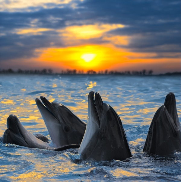 szív-egészségügyi tippek tények a delfinekről
