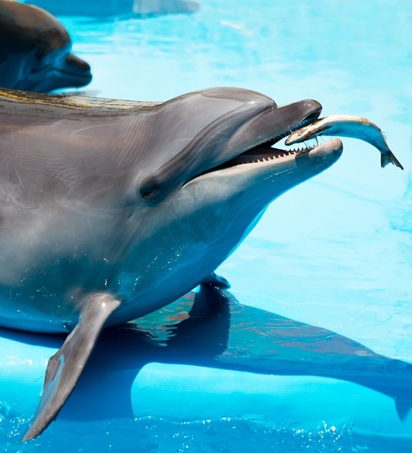 delfinek róluk és látásukról)