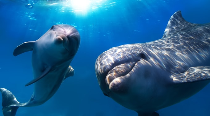 8 lenyűgöző dolog, amit nem tudtál a delfinekről