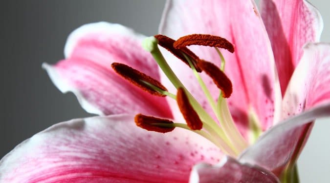 8 érdekesség a liliom virágról