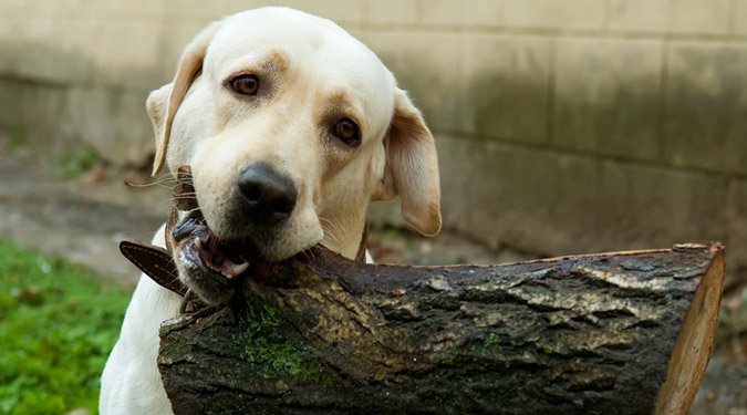 9 dolog, amit elleshetnél a kutyádtól