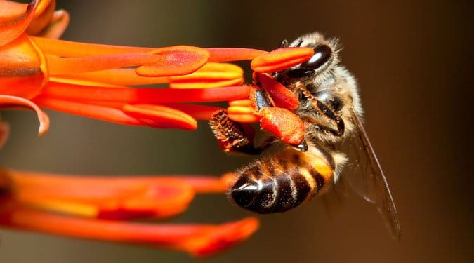 9 ok a méhpempő rendszeres fogyasztása mellett