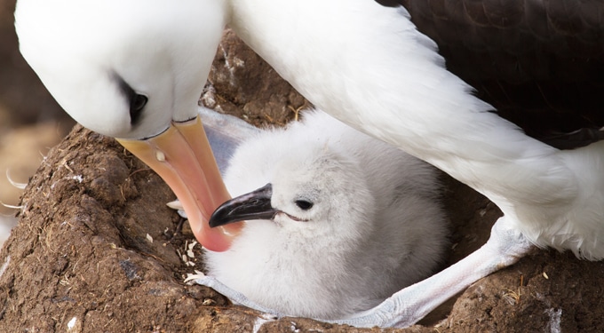 A hónap legaranyosabb sztorija: újra anyuka a világ legöregebb vad madara