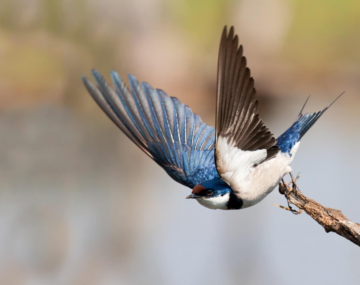 A kakukk és a társkeresés: tudtad, mit jelképeznek költöző madaraink?