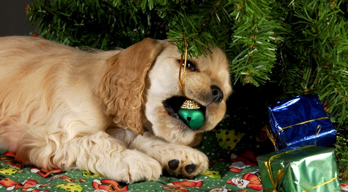 A kisállatbiztos karácsonyfa titka