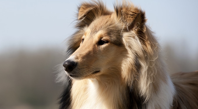 A kutyáknak van megérzésük – Az élővilág és a telepátia