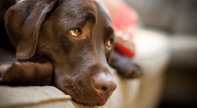 A leggyakoribb, életveszélyes 9 hiba amit a kutyatartók elkövetnek!
