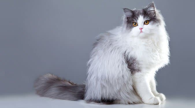 A szeretnivaló szőrmók, a perzsa macska