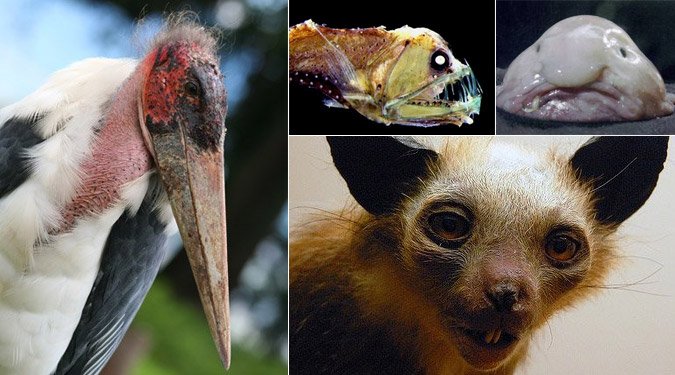 A világ 6 legcsúnyább állata