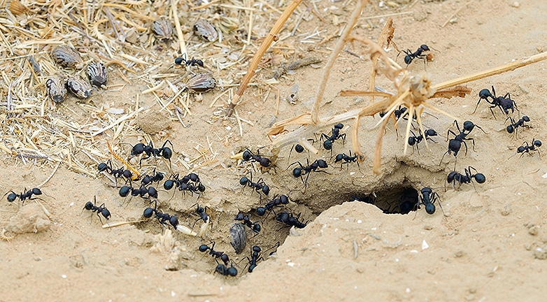 Az életedre törhetnek az agresszív hangyák?
