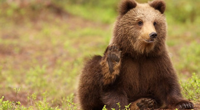 Botrány! Ezúttal egy medvebocsot öltek meg az állatkertben – Állítólag a saját érdekében