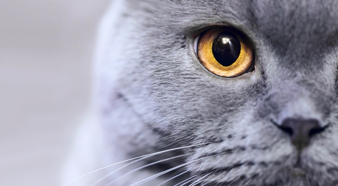 Bájos szőrpamacs, vagy gyilkológép: az ember miatt ilyen vadak még ma is a macskák?