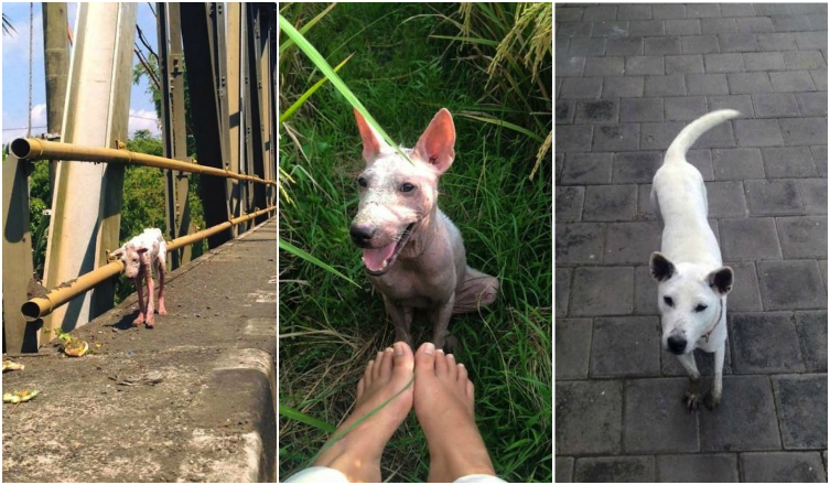 Egy kóbor kutya csodálatos átalakulása – Képekben az átalakulása!
