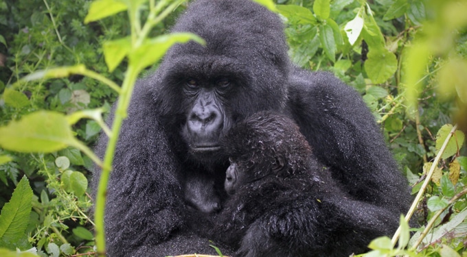 Ha Téged is lenyűgöznek a gorillák: Dian Fossey, a gorillák anyja