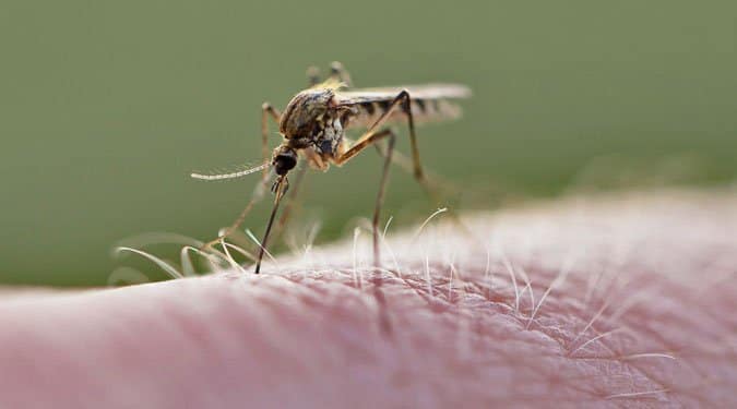 Házi praktikák a szúnyogok ellen