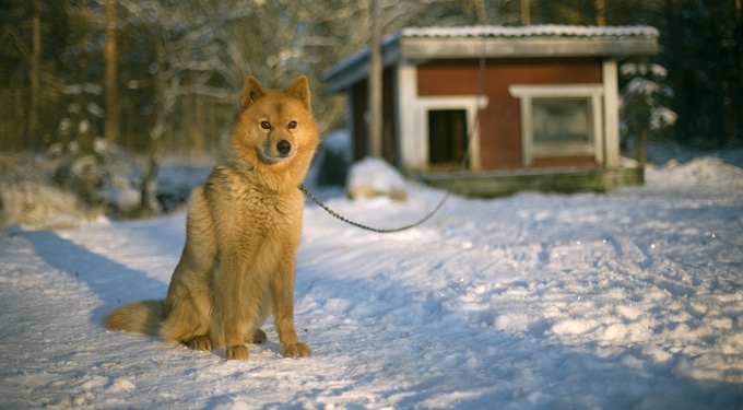 Kutya a hidegben? A téli állattartás szabályai