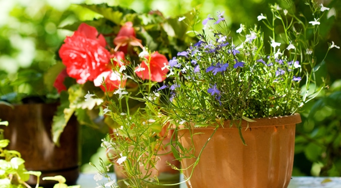 Készíts bio-tápoldatot az egészséges növényekért