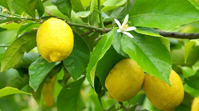 Neveljünk otthon citromfát