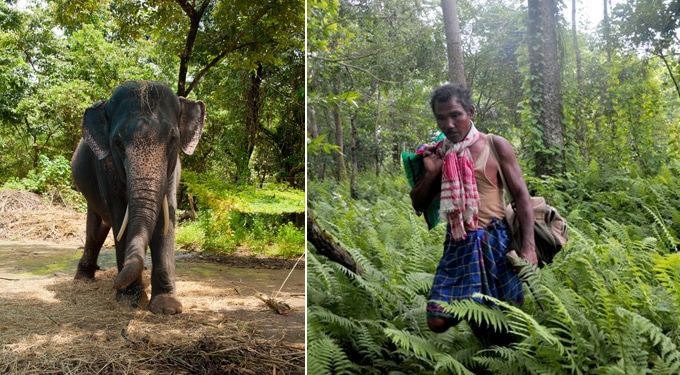 Példát vehetnénk az indiaiaktól! – Payeng erdője