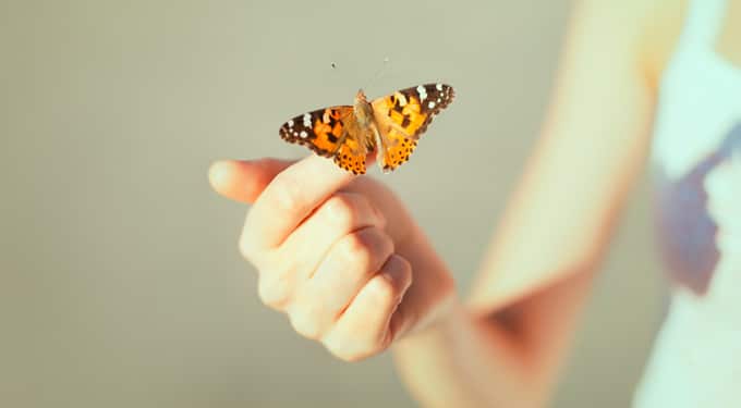 Életleckék a pillangóktól, amiket neked is érdemes lenne megtanulnod
