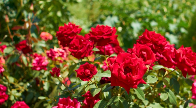 Így gondozd a rózsát: útmutató és érdekességek a virágról