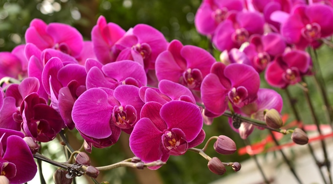 Így lehet szép orchideád – Orchideaápolási egyszeregy
