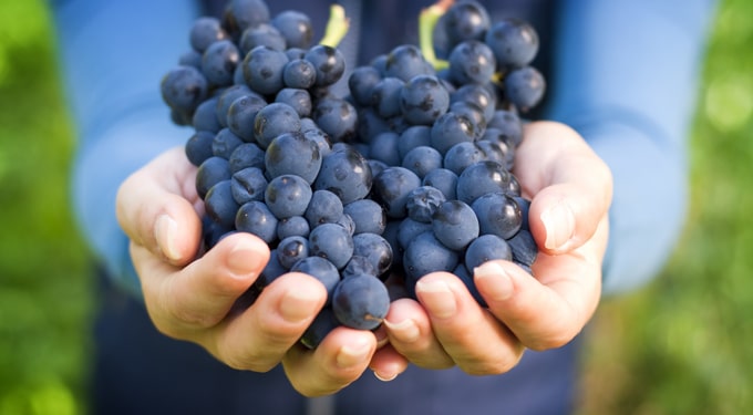 Így méregteleníts szőlővel: mintaétrend a kúrához