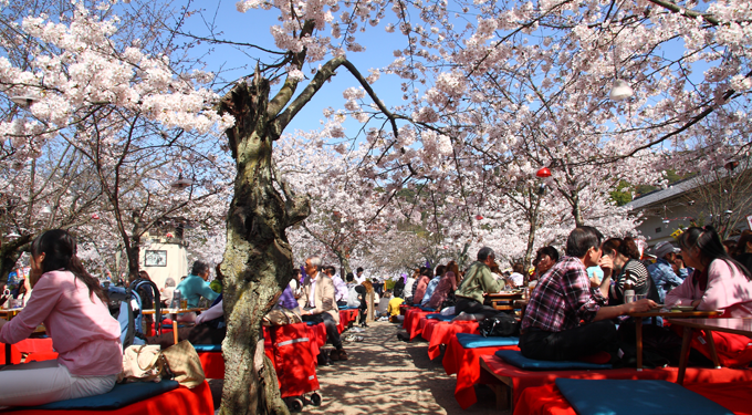 Így ünneplik a cseresznyefa virágzását Japánban és itthon