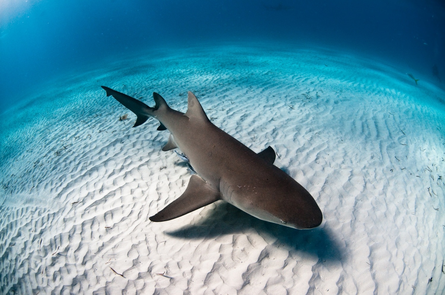 „Vigyázz, jövök! Puszi: a cápa” – Twitteren üzen a ragadozó, ha a part közelében úszik