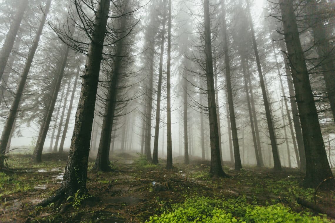 40 ezer fa csak papírzacskóra megy el. 1 nap alatt megdöbbentő dolgok zajlanak a világban